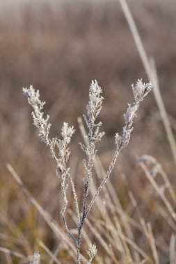 Frost grass close up clipart