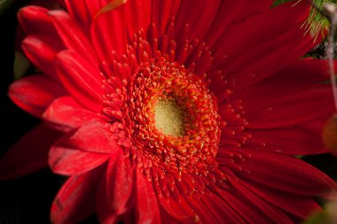 kırmızı gerbera