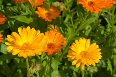 Marigold close up clipart