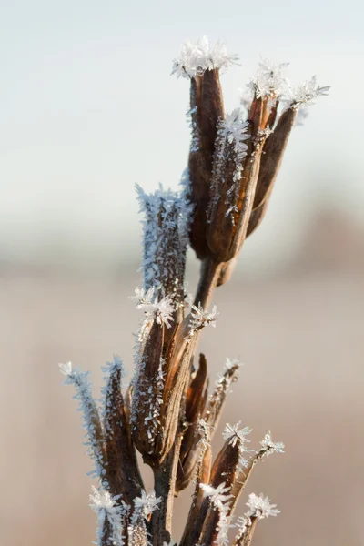 Frost grass close up — Stock Photo, Image