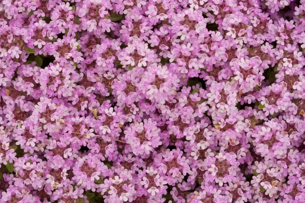 Bakgrund av blommor — Stockfoto