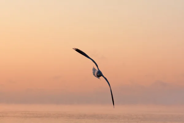 Seagull on sunset — Stock Photo, Image