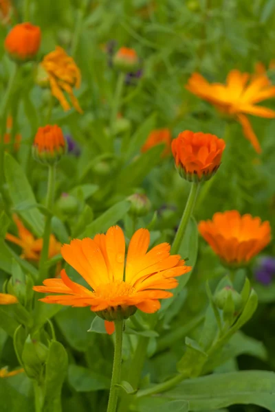 Doğada marigolds — Stok fotoğraf