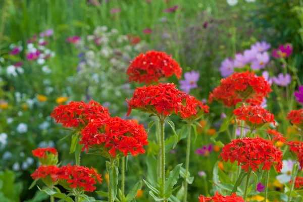 Hintergrund von kleinen roten Blumen — Stockfoto