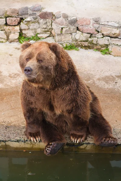 Portrait d'ours brun — Photo