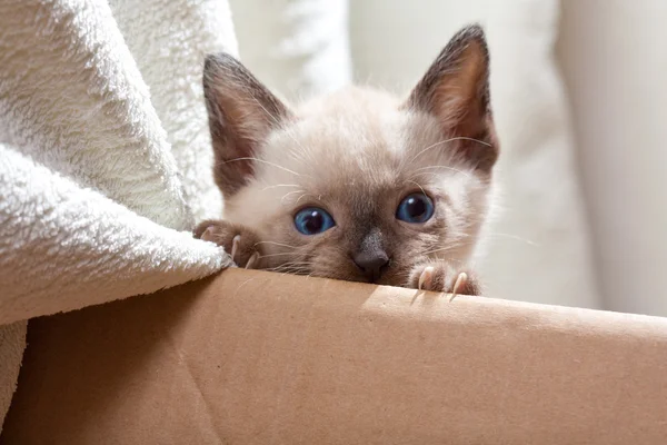 Siamese pussycat over cardboard — Stok fotoğraf