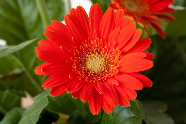 Malý červený květ — Stock fotografie