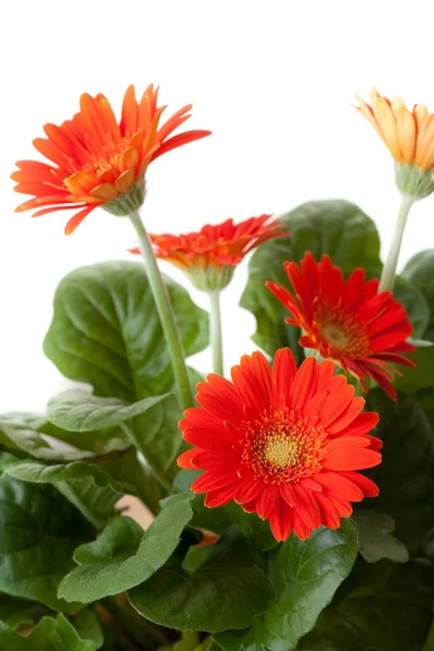 Little red flowers — Stock Photo, Image