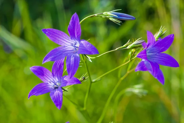 Blue bell blomma — Stockfoto