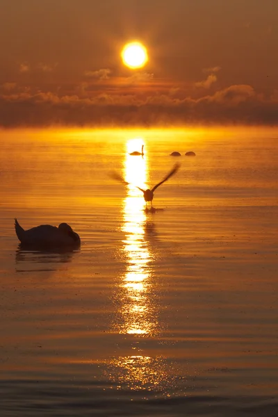 Zachód słońca w morzu — Zdjęcie stockowe