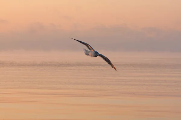 Seagull on sunset — Stock Photo, Image