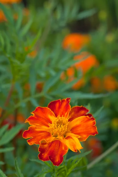 Ringelblume aus nächster Nähe — Stockfoto