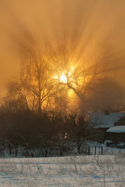 Rayos de sol a través del árbol —  Fotos de Stock