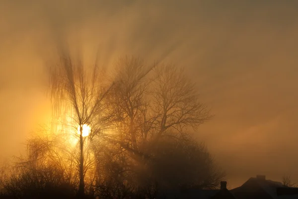 나무를 가로지르는 태양 광선 — 스톡 사진