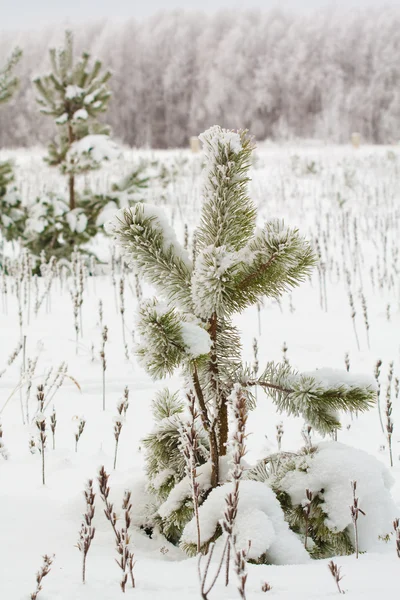 Invierno nevado — Foto de Stock