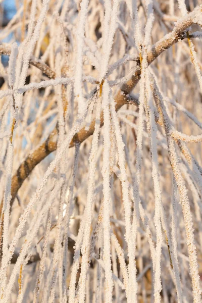 Frost branch in summer — Stock Photo, Image
