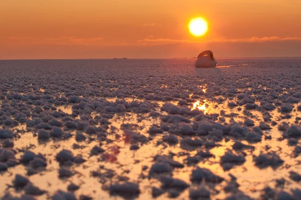 Κύκνος στην παγωμένη θάλασσα — Φωτογραφία Αρχείου