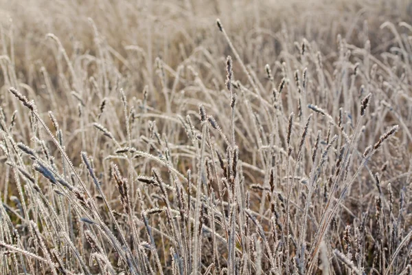 Mróz trawy z bliska — Zdjęcie stockowe