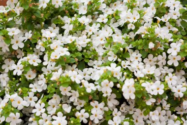 Background of white flowers clipart