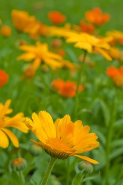 Marigold close up clipart