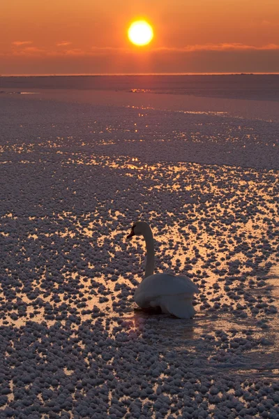 在冰冷的海面上天鹅 — 图库照片
