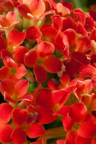 Mały czerwony kwiat — Zdjęcie stockowe