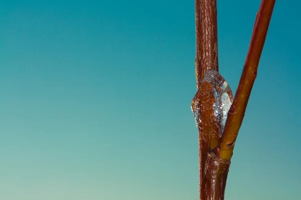 Frost branch — Stock Photo, Image