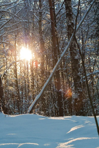 Trädgren med snö — Stockfoto