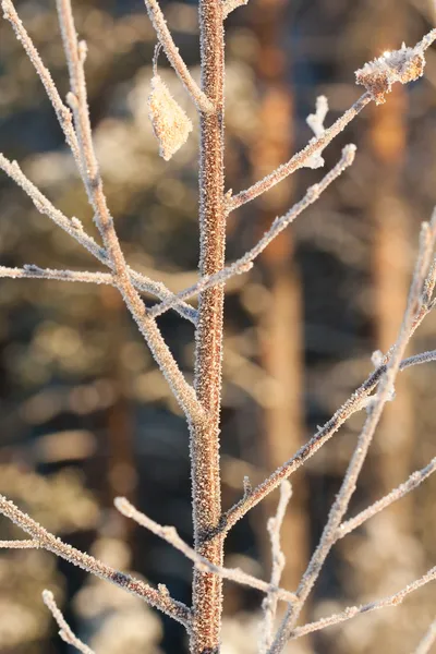 霜煉瓦葉 — ストック写真