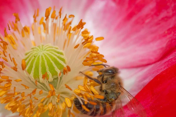 Bee in the flower with pollen — Stock Photo, Image