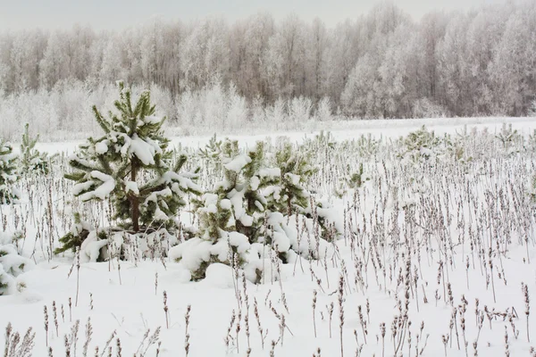 눈 덮인 겨울 — 스톡 사진