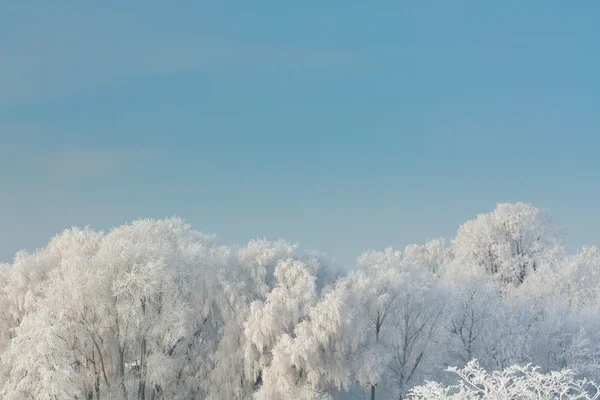 Schneereicher Winter — Stockfoto