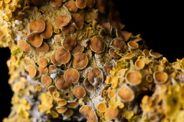 stock image Fungus on the tree in nature