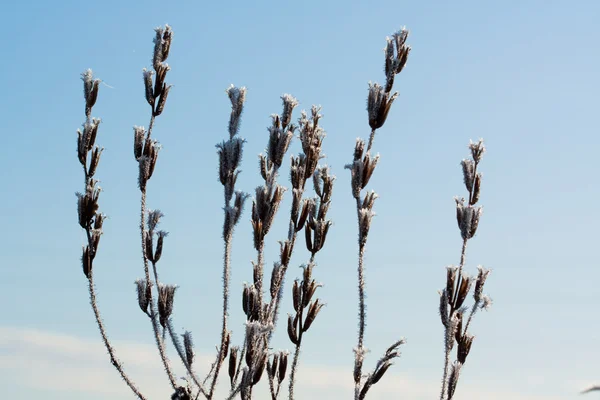 Frost Gras aus nächster Nähe — Stockfoto