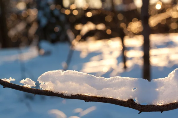 Ветка дерева со снегом — стоковое фото