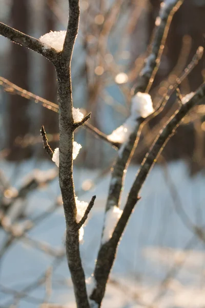 서 리 brich 잎 — 스톡 사진