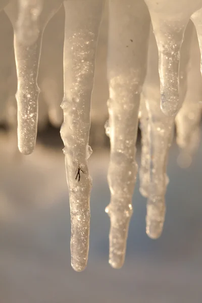 Ijspegels in de winter — Stockfoto