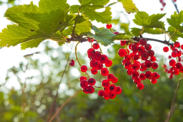 stock image Red currants on nature