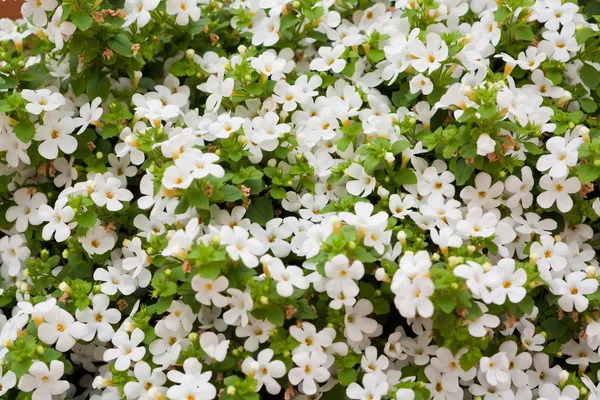 Фон белых цветов — стоковое фото