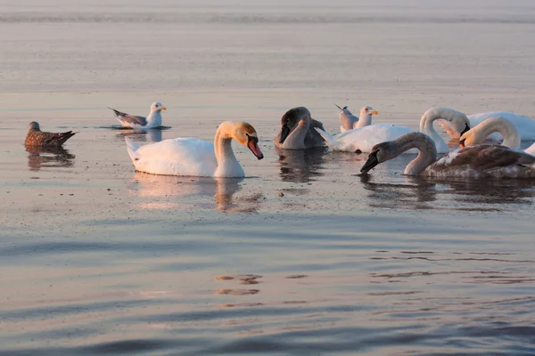 Cisnes en el mar al amanecer —  Fotos de Stock