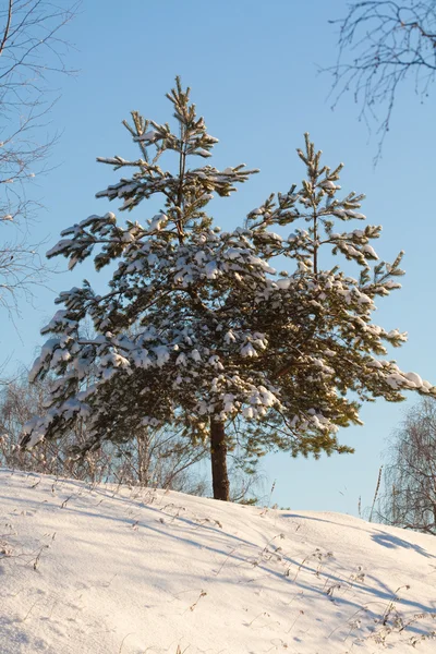 Snörik vinter med granar — Stockfoto