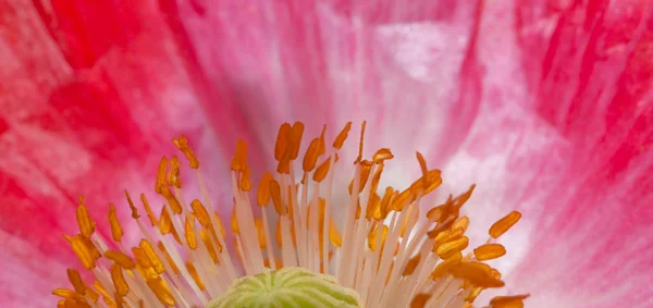 Flor con polen — Foto de Stock