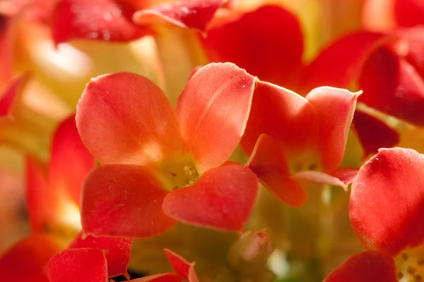 Küçük kırmızı çiçek — Stok fotoğraf