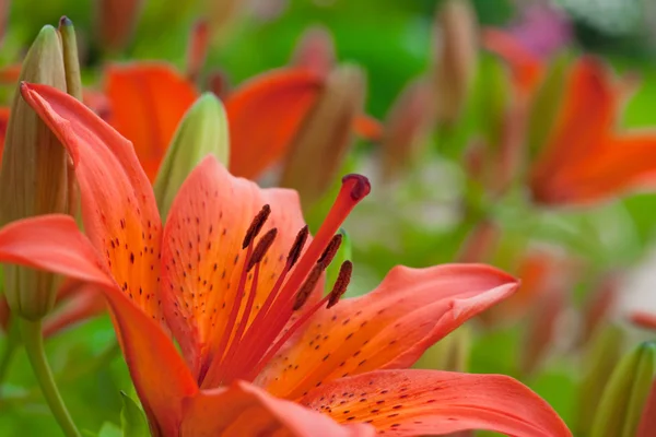 Turuncu lily — Stok fotoğraf