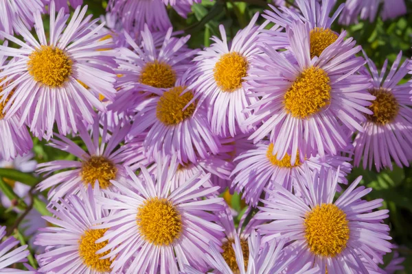 Hintergrund der Blumen — Stockfoto