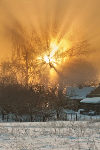 Сонячні промені через дерево — стокове фото