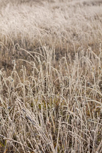 Frost gräs på nära håll — Stockfoto
