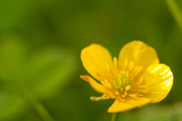 Yellow buttercup macro close up — Stock Photo, Image