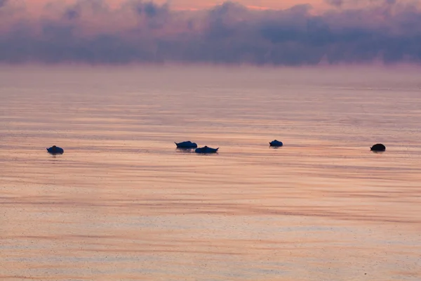 Zonsondergang over ijskoude zee — Stockfoto