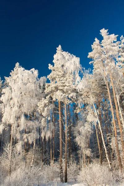 Karlı kış — Stok fotoğraf
